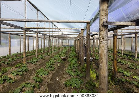 greenhouse