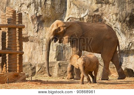 Suckling Baby African Elephant Playing With Mum.