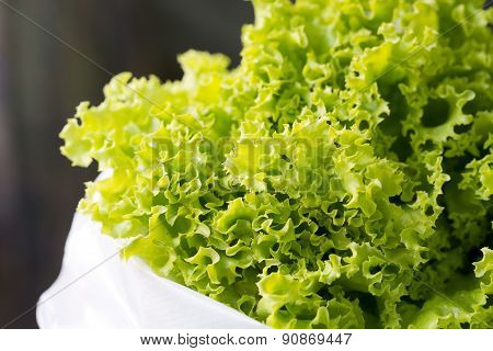 Close-up Fresh Chinese Cabbage.