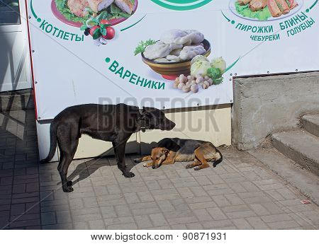 Ukraine, Makeevka - March, 25 ,2015: Two hungry skinny stray dog near the kiosk fast food