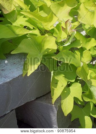 Green Leaves Hanging Over Gray Blocks