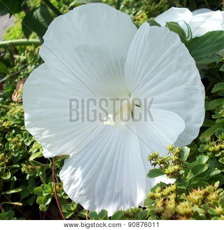 Large White Flower