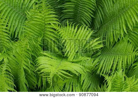 texture fern