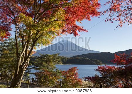 Maple Leaves Change To Autumn Color At Mt.fuji, Japan