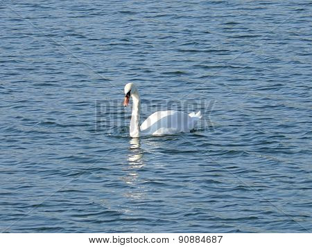 White Swan On A Pond