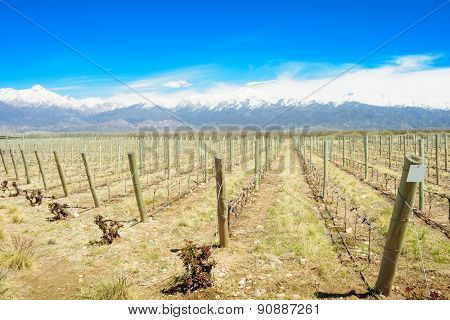 Vineyard, Uco Valley