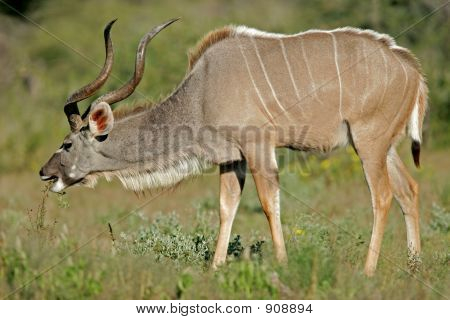 Kudu antilop