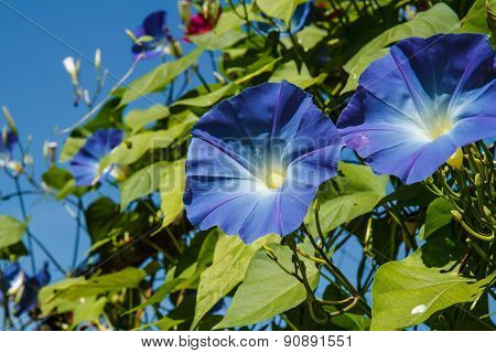 Blue Ipomoea In Garden