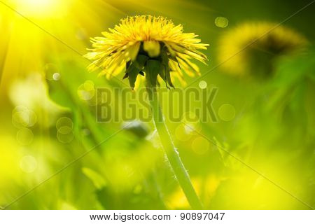 Dandelion flowers growing on spring field. Blooming Bright Yellow Dandelions closeup. Sun flare