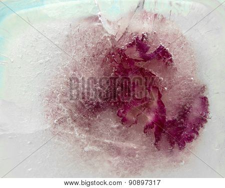 Frozen Flora