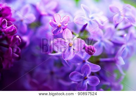 Lilac flowers bunch white art design background. Beautiful violet Lilac flower closeup. Watercolor nature floral background