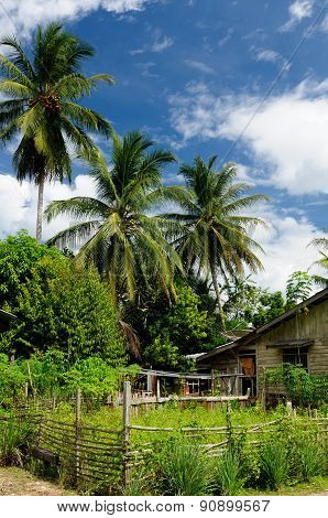 Tropical Jungle On An Island Borneo In Indonesia