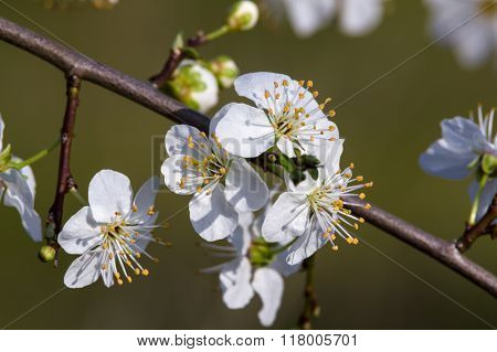Blackthorn Prunus spinosa blossom in spring