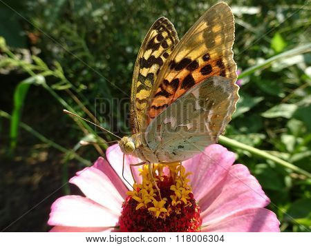 Butterfly on a flower