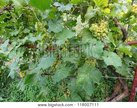 Vine grapes.