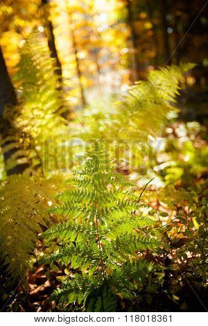 Beautiful Autumn Fem Detail