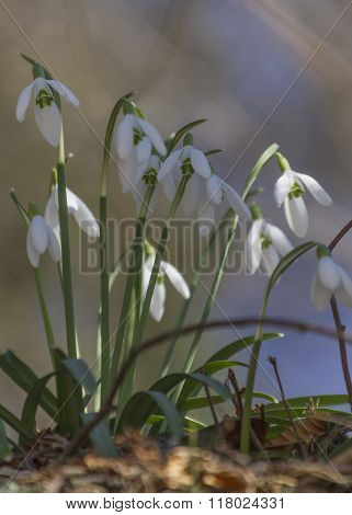 Snowdrop In Mountain