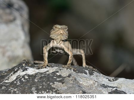 Starred Agama