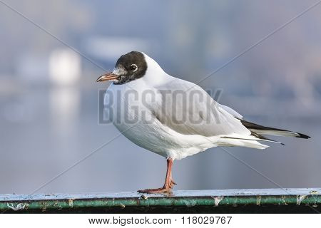 Alone Seagull Standing