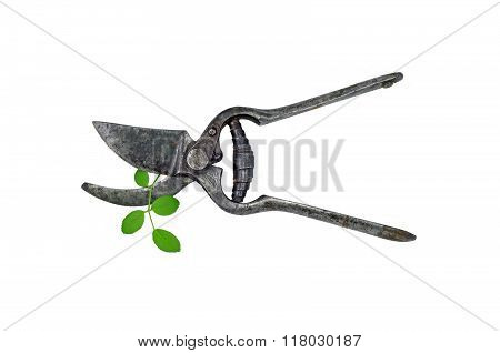 Old Garden Pruner And Green Leaf