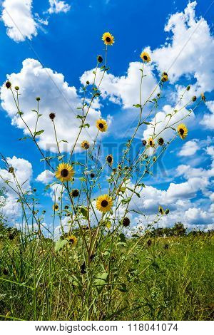 Wild Sunflowers In Oklahoma