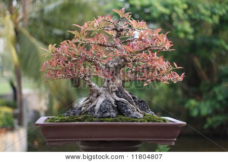 Árvore de Banyan ou ficus bonsai.