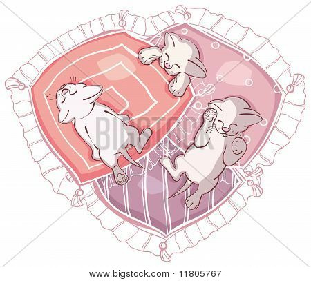 chatons de couchage