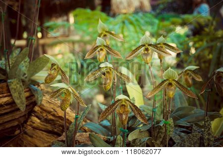 Beautiful Paphiopedilum Orchid Flowers In Garden.