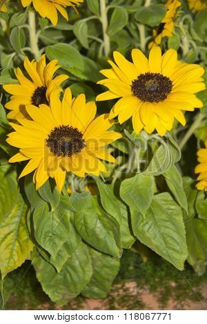 A Big Yellow Sunflower In A Field