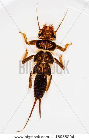 Perlidae Stonefly Nymph
