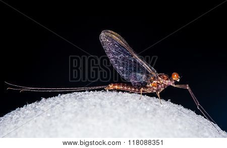 An Ephemerella Mayfly