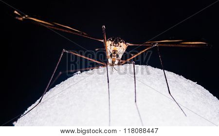 A Large Cranefly
