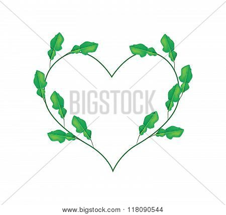 Kaffir Lime Leaves In A Heart Shape