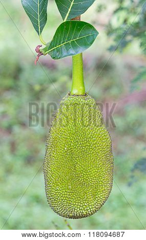 Jackfruit On A Tree