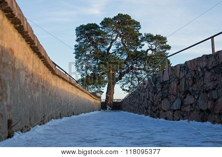 Pine tree on the ruin castle Auerbach (Auerbacher castle)