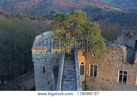 Pine tree on the ruin castle Auerbach (Auerbacher castle)