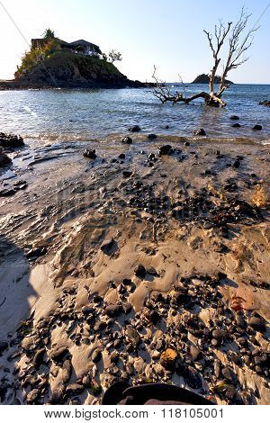 Dead Tree Andilana Beach Seaweed In House