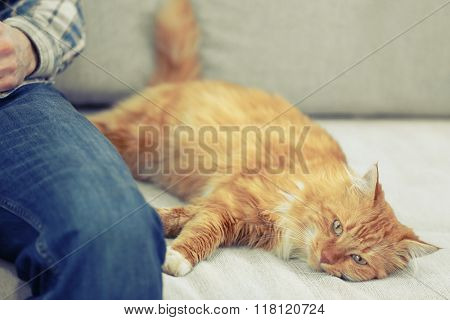 Man with fluffy rad cat on a sofa
