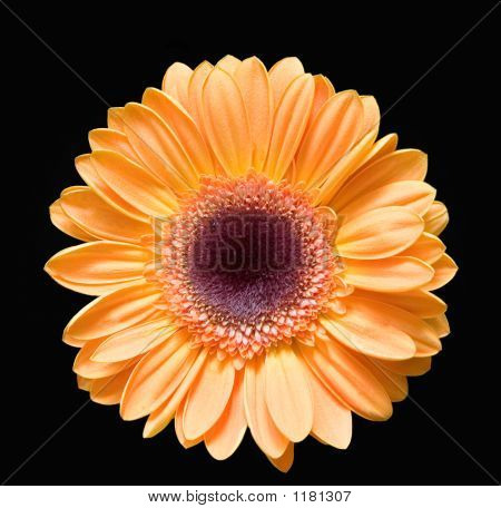 Gerber amarillo