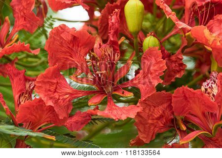 Exotic tropical red flower in Tanzania, Africa