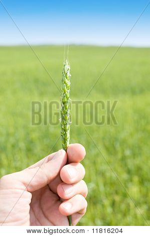 Spiga di grano In mano