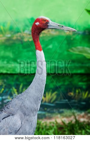 Healthy adult male sarus standing tall in the zoo
