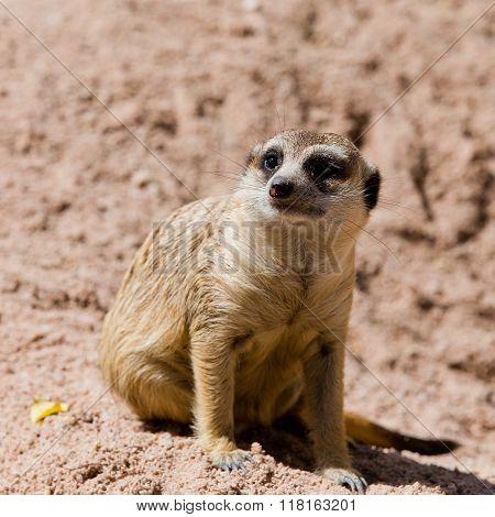 Meerkat watching on ground in the zoo