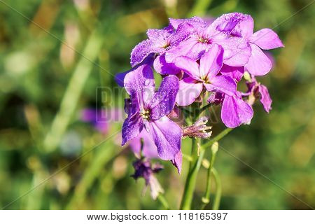 Purple wildlife flower