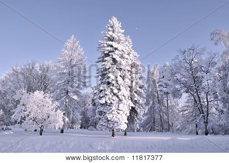 Twilight In The Winter Forest