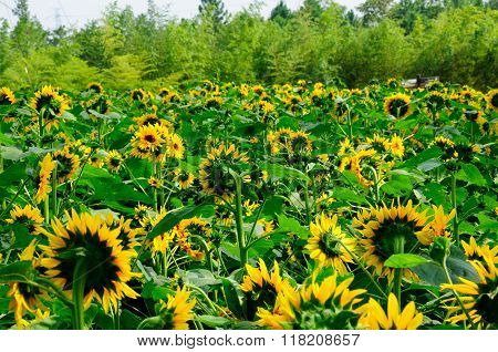 Sunflower Field