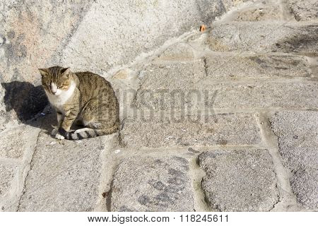 cat feline animal slepping sun shadow