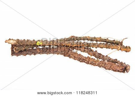 Tinospora Rumphii  for health isolated on white background