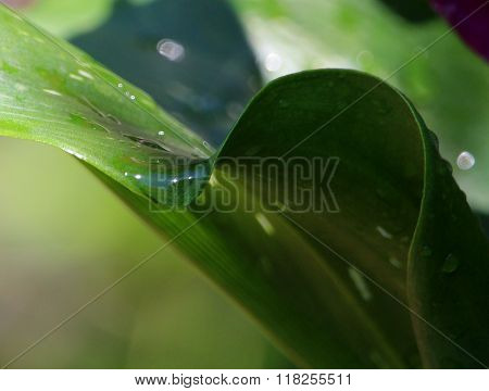 The Last Drop