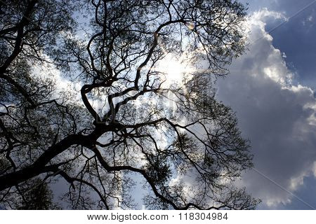 East Indian Walnut Tree